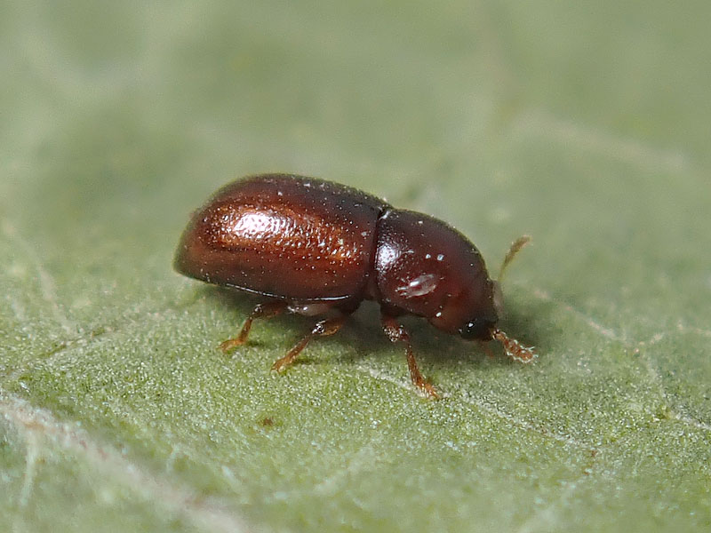 da identificare: quale famiglia?  Ciidae !